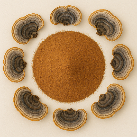 Coriolus Mushroom Extract Powder